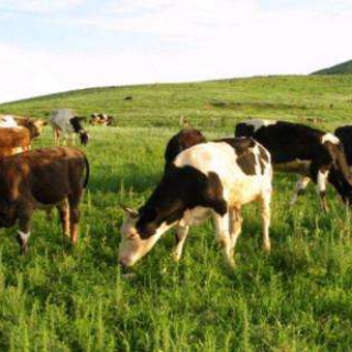 畜牧业追溯管理